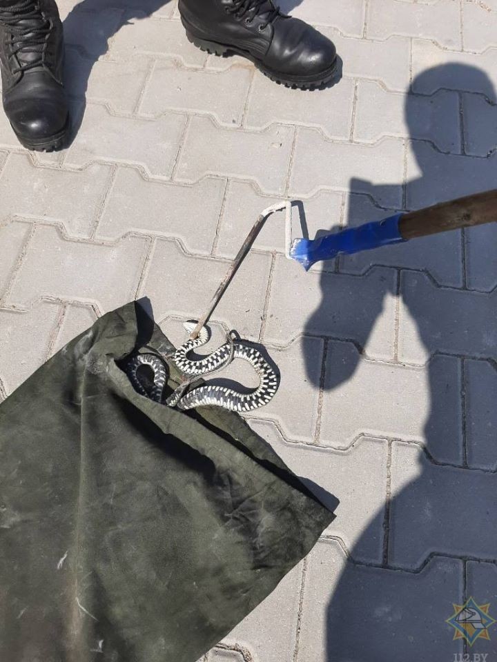 В Брестской области спасатели изловили змея