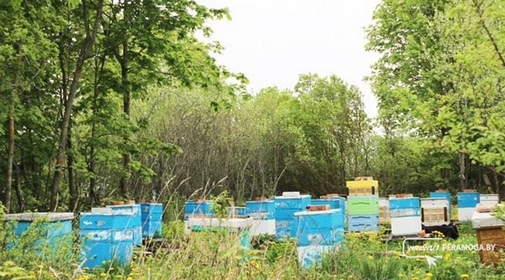 Узнали, где живет пчеловод, мед которого признан лучшим в Беларуси