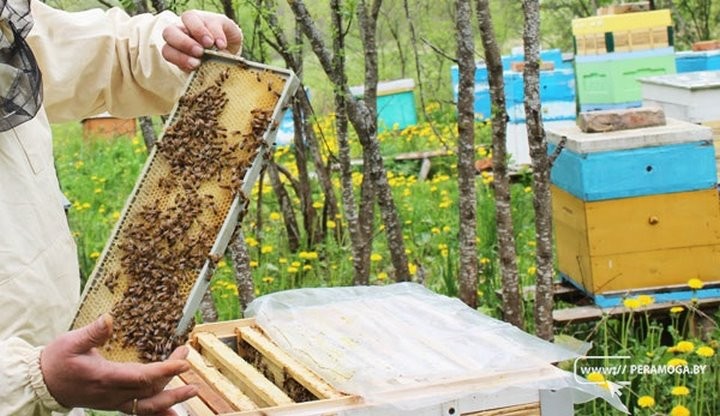 Узнали, где живет пчеловод, мед которого признан лучшим в Беларуси