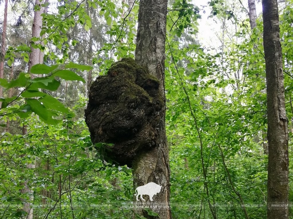 Причудливые создания природы в Беловежской пуще