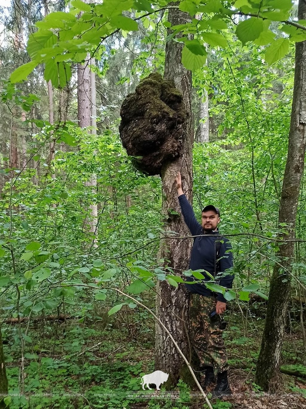 Причудливые создания природы в Беловежской пуще