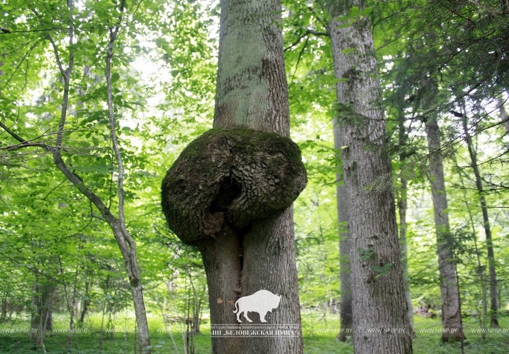 Причудливые создания природы в Беловежской пуще