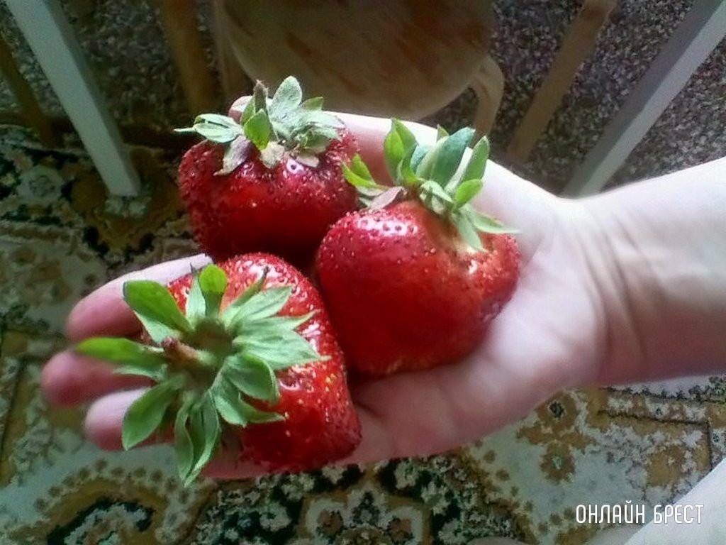Клубника-гигант выросла у жительницы Брестской области
