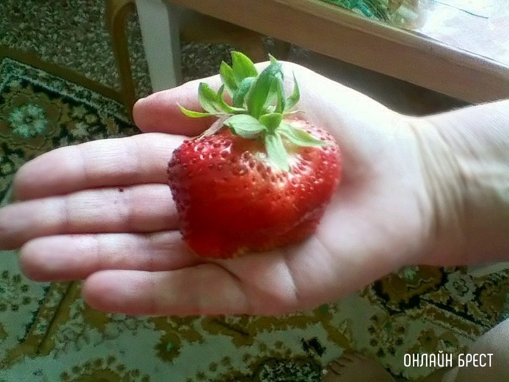 Клубника-гигант выросла у жительницы Брестской области