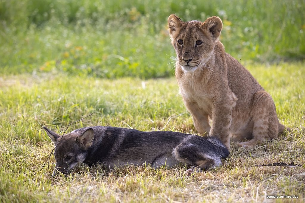В минском зоопарке ко львенку, потерявшему маму, подселили щенка