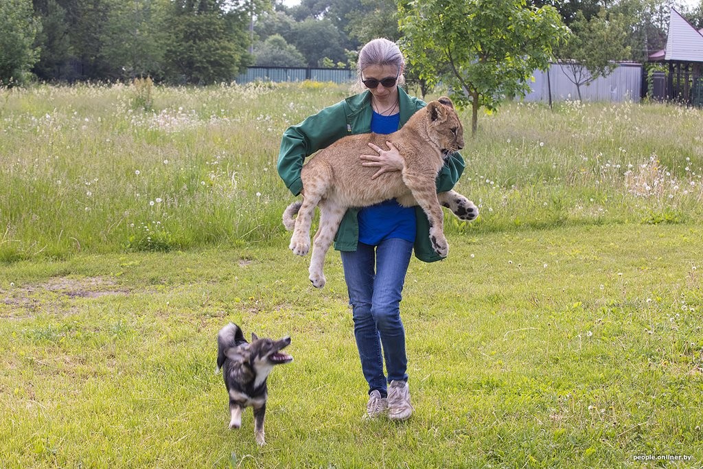 В минском зоопарке ко львенку, потерявшему маму, подселили щенка