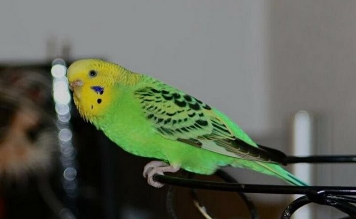 Белоруска обнаружила в квартире склад, который устроил ее попугай Степан. Никогда не догадаетесь, что там было