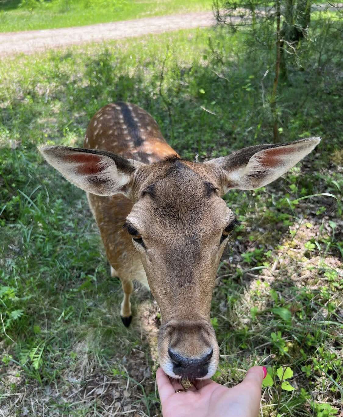 Летний сезон! Два парка! Редкие животные и птицы в «Диприз»!