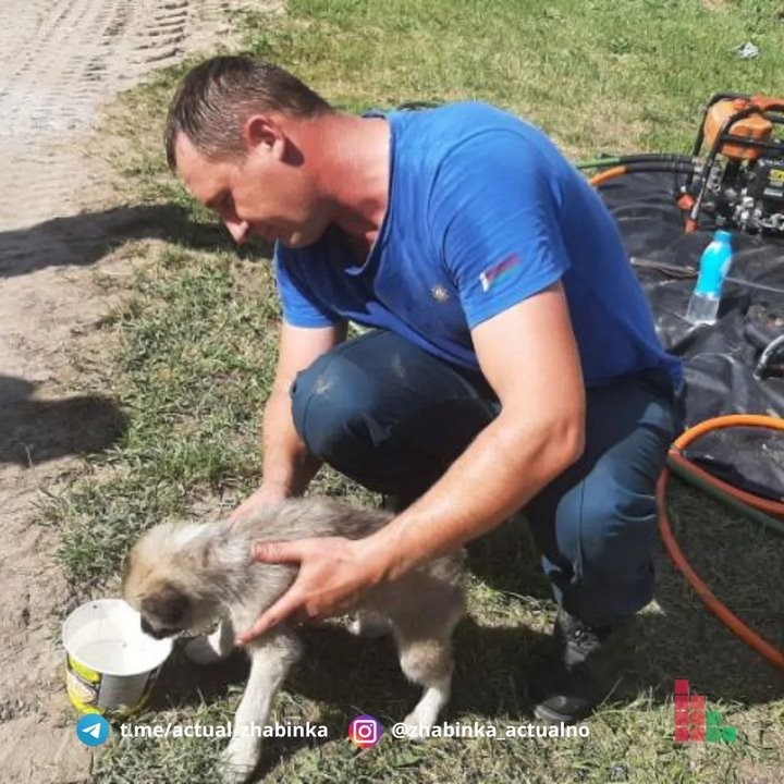 В Жабинке сотрудники МЧС спали щенка