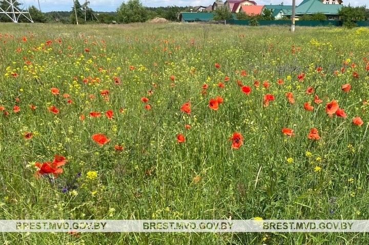 На Брестчине уничтожили плантацию мака