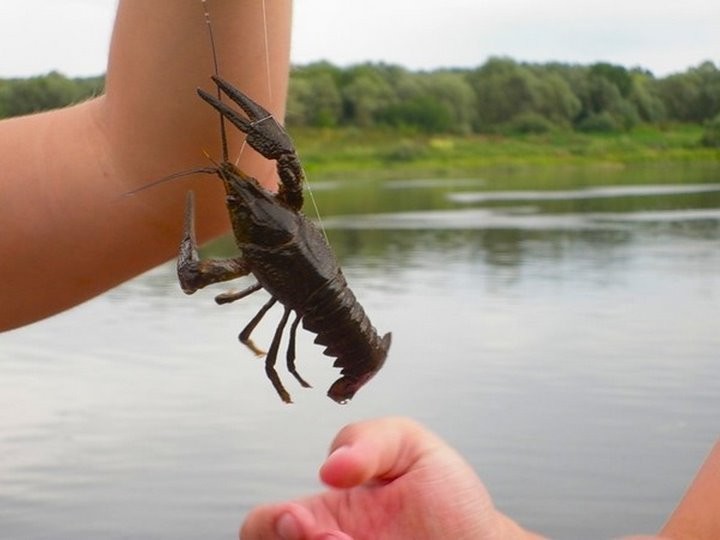 За 71 рака — более десяти тысяч штрафа. Случай в Беларуси