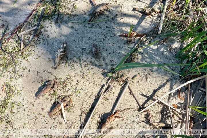Стала известна причина массовой гибели раков в водохранилище Селец (Брестская область)