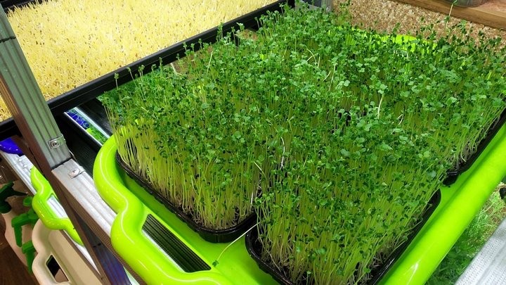 «С финансированием фермы помогла теща». Посмотрите, как гомельчанин зарабатывает на микрозелени