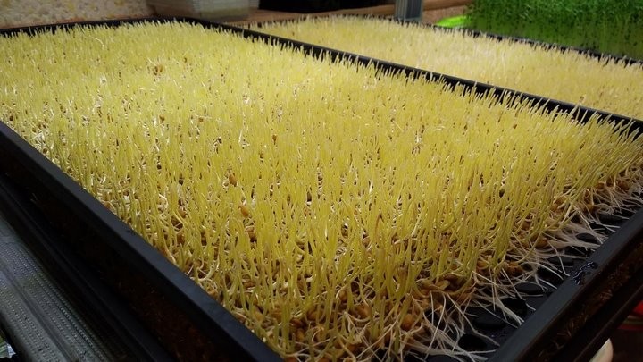 «С финансированием фермы помогла теща». Посмотрите, как гомельчанин зарабатывает на микрозелени