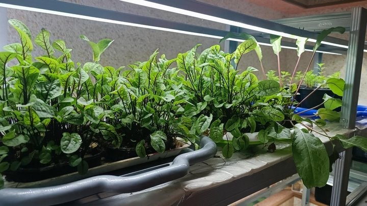 «С финансированием фермы помогла теща». Посмотрите, как гомельчанин зарабатывает на микрозелени