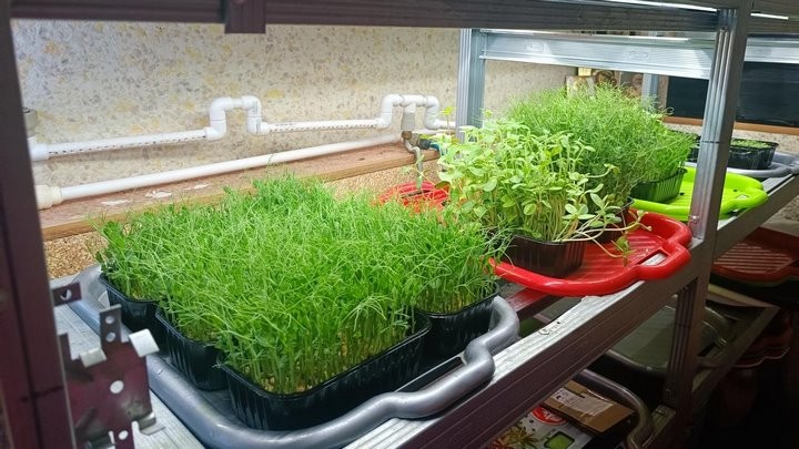 «С финансированием фермы помогла теща». Посмотрите, как гомельчанин зарабатывает на микрозелени