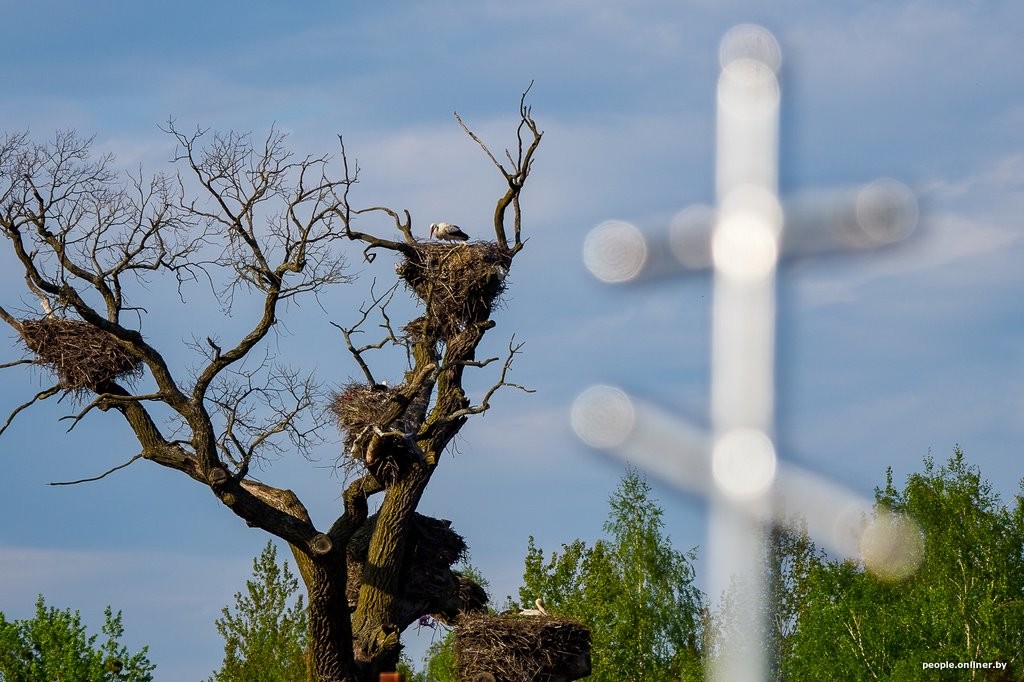 Ночь, кладбище, дозор. Как в Брестской области аисты охраняют древний дуб