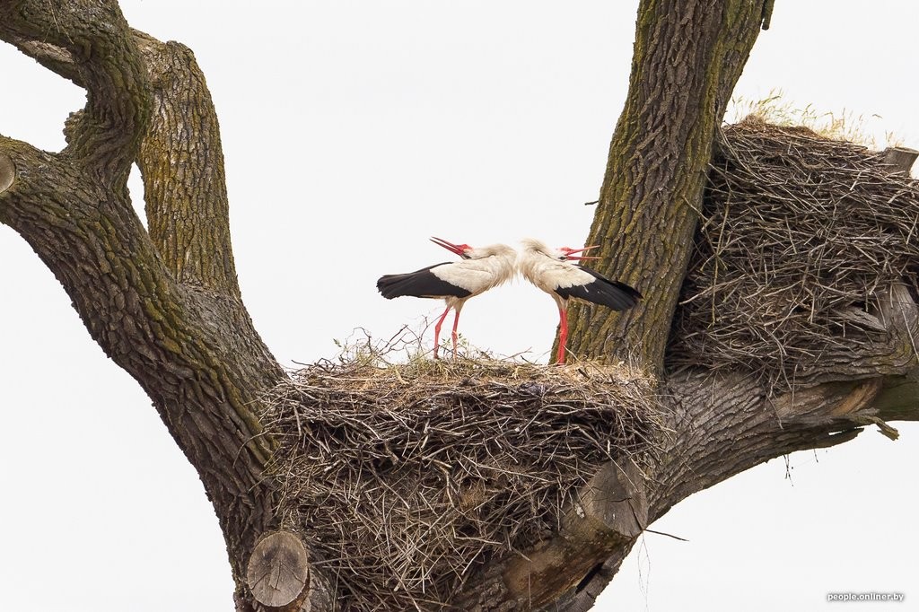 Ночь, кладбище, дозор. Как в Брестской области аисты охраняют древний дуб
