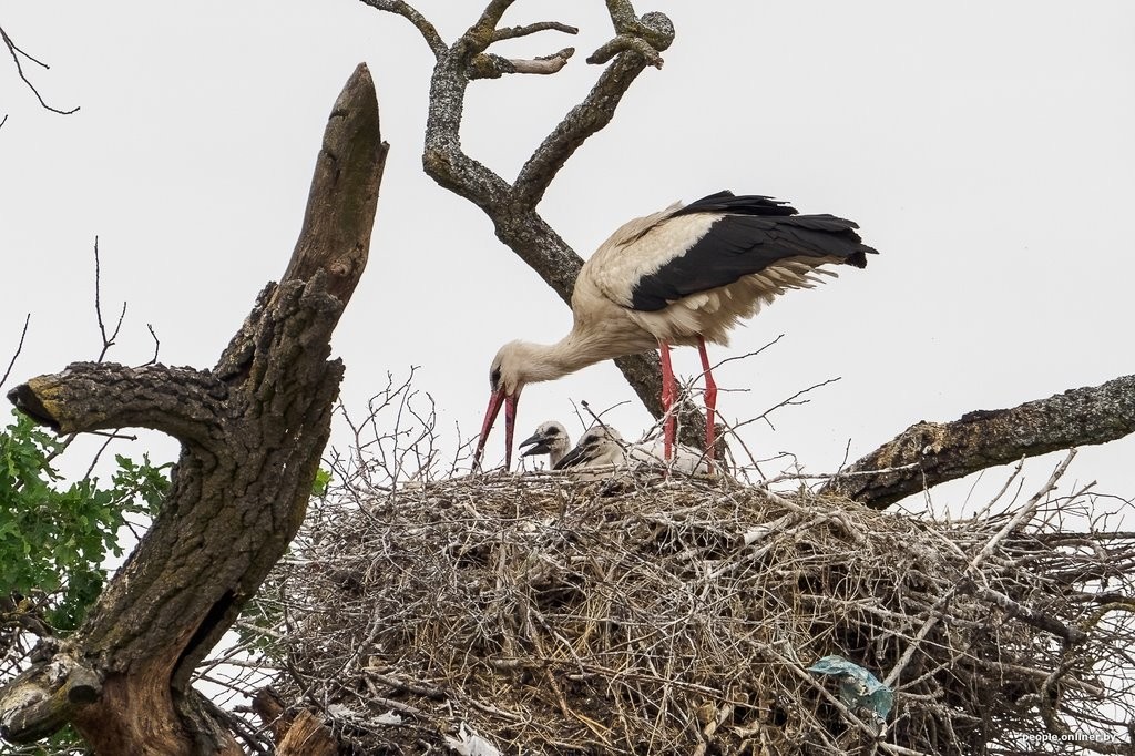 Ночь, кладбище, дозор. Как в Брестской области аисты охраняют древний дуб