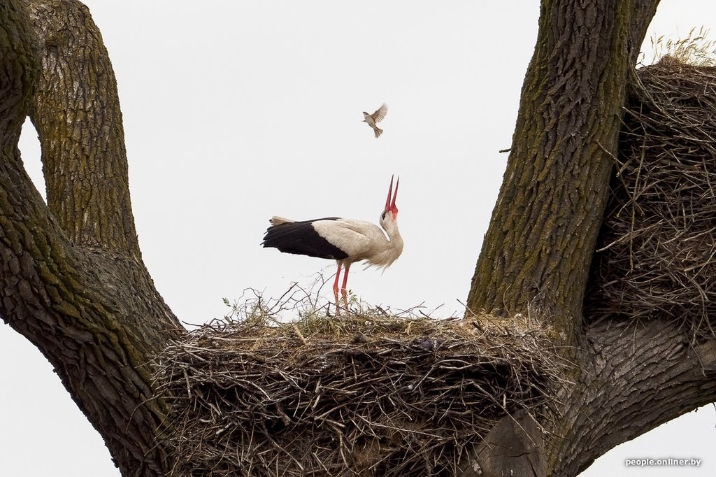 Ночь, кладбище, дозор. Как в Брестской области аисты охраняют древний дуб