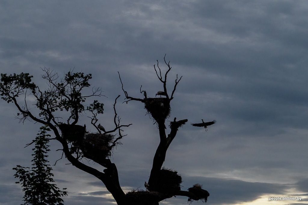 Ночь, кладбище, дозор. Как в Брестской области аисты охраняют древний дуб
