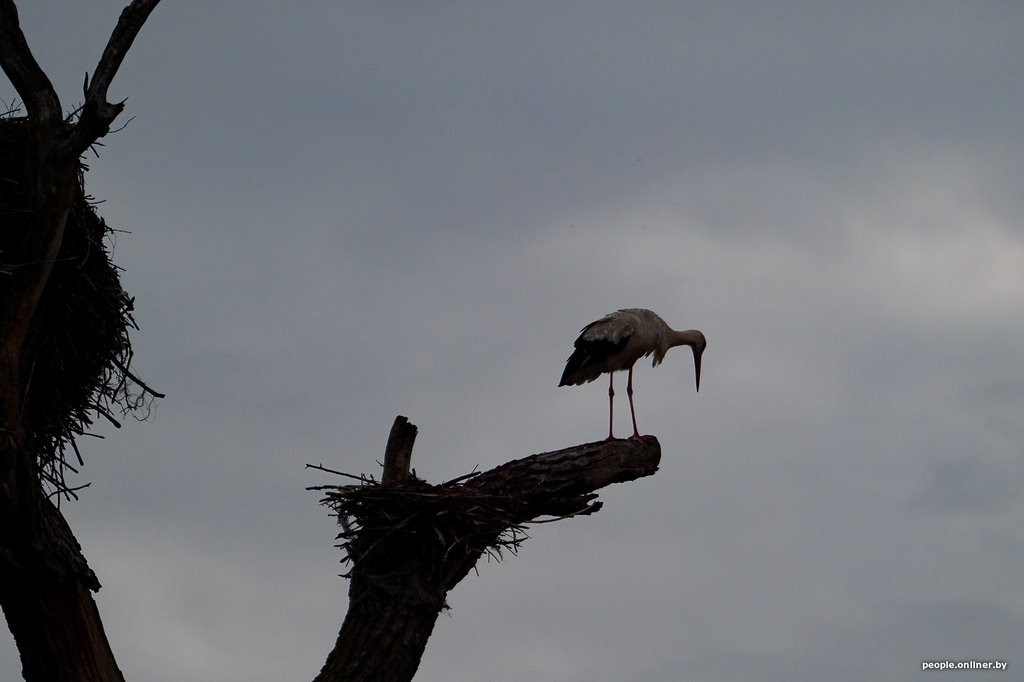 Ночь, кладбище, дозор. Как в Брестской области аисты охраняют древний дуб