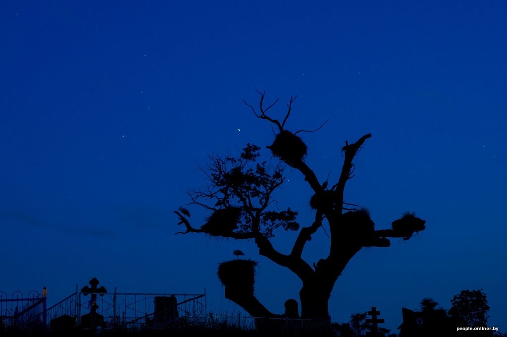 Ночь, кладбище, дозор. Как в Брестской области аисты охраняют древний дуб