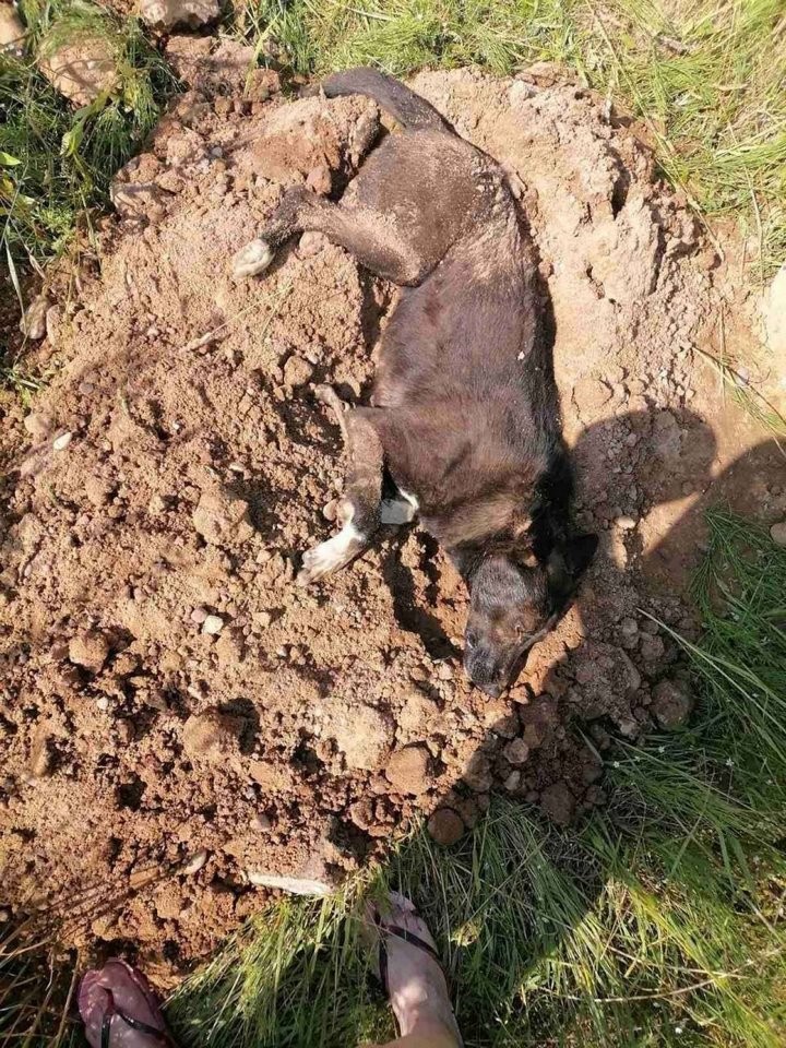 Ужас на окраине Гродно: женщина нашла собаку, закопанную живьем