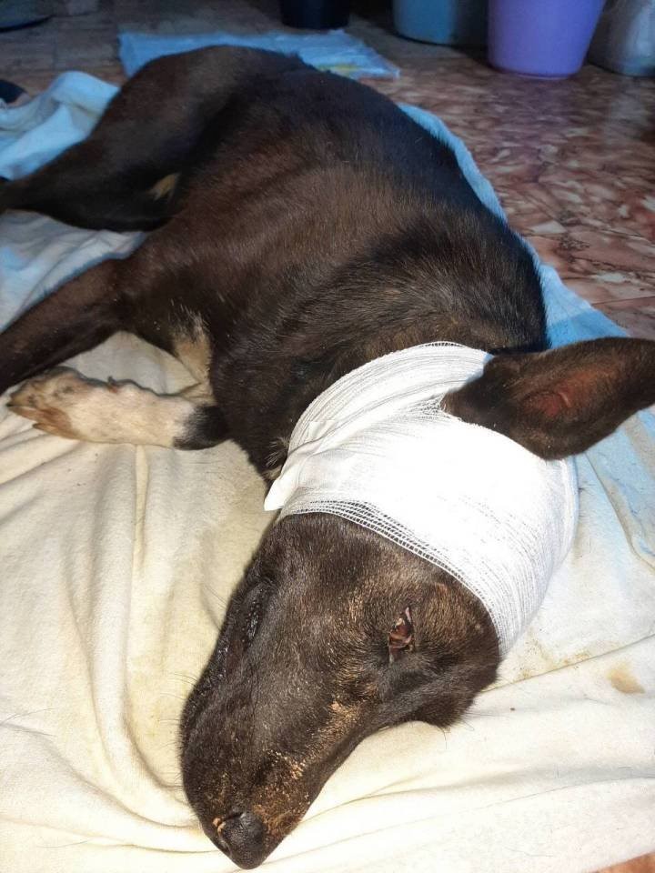 Ужас на окраине Гродно: женщина нашла собаку, закопанную живьем