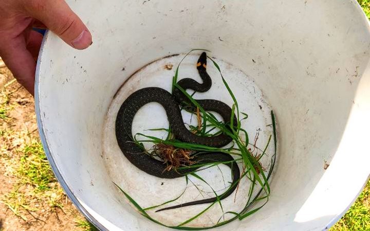 Жители Брестской области обнаружили на участке метровую змею