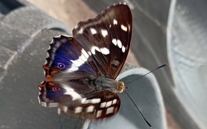 Жительница Брестской области запечатлела бабочку-хамелеонаъ