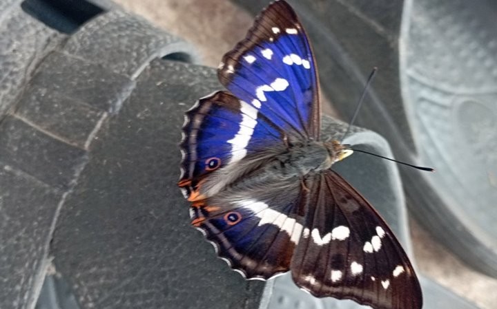 Жительница Брестской области запечатлела бабочку-хамелеонаъ