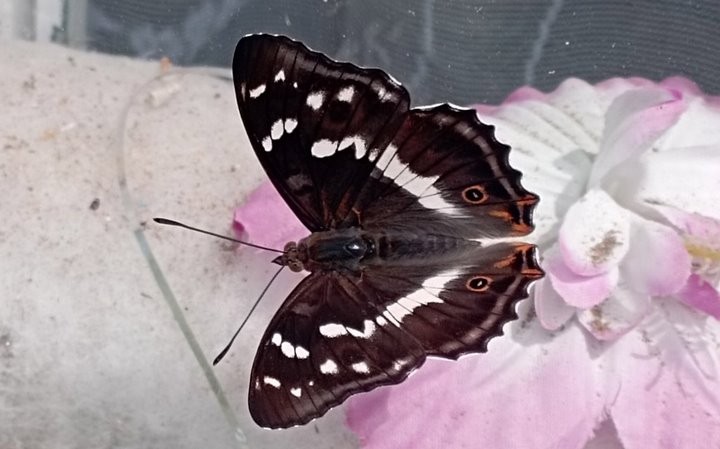 Жительница Брестской области запечатлела бабочку-хамелеонаъ