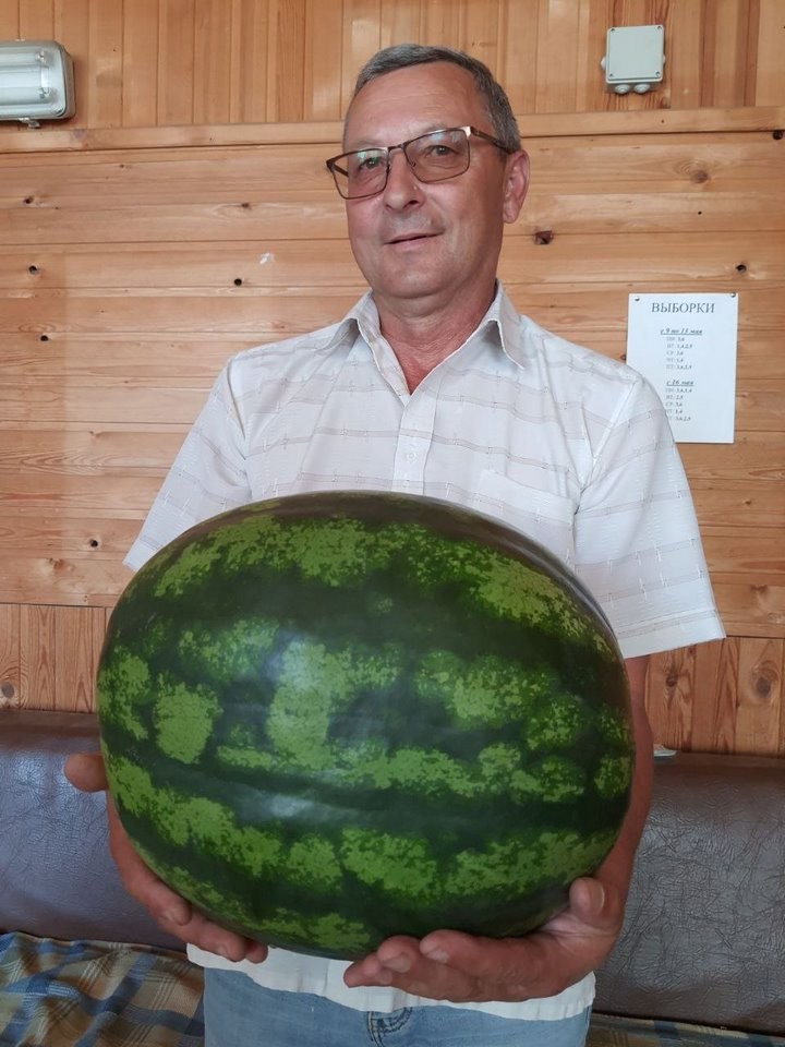 Это редкость для Беларуси. Под Минском вырастили 17-килограммовый арбуз