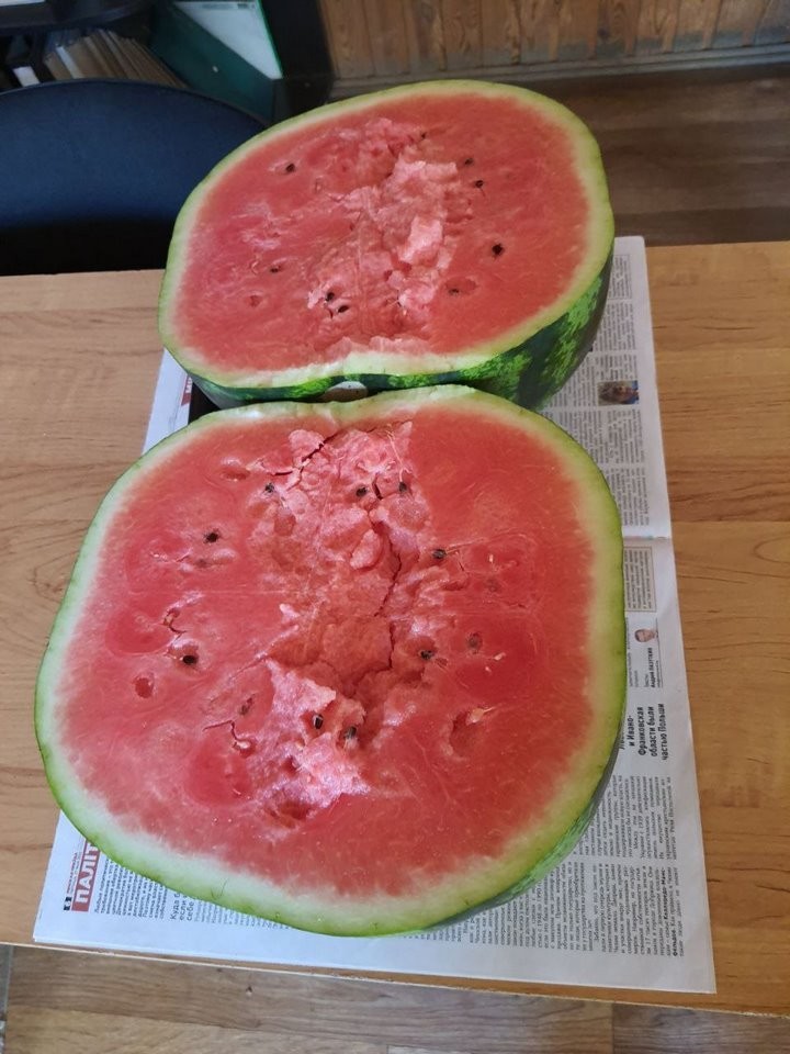 Это редкость для Беларуси. Под Минском вырастили 17-килограммовый арбуз