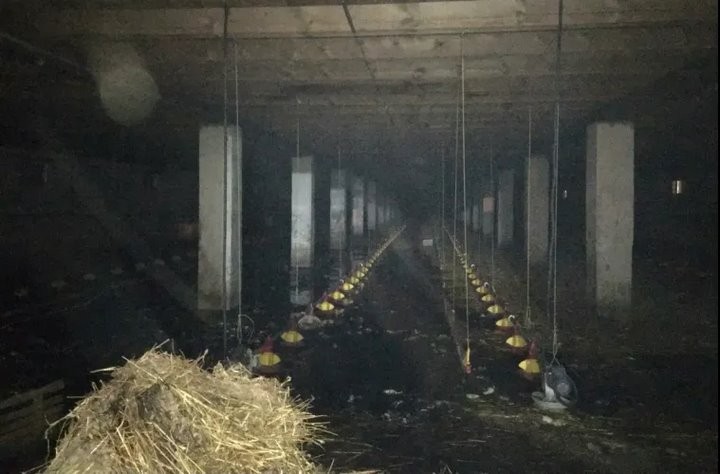 На пожаре в Березовском районе погибли 700 утят