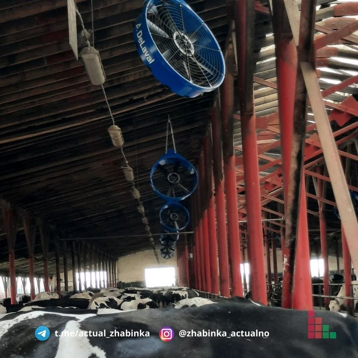 В Жабинковском районе установили вентиляторы, чтобы сохранить надои молока