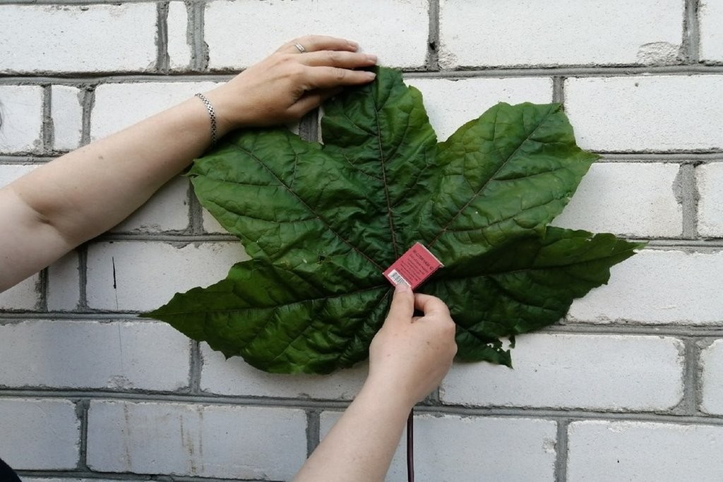 В Высоком найден кленовый лист размером с А4.