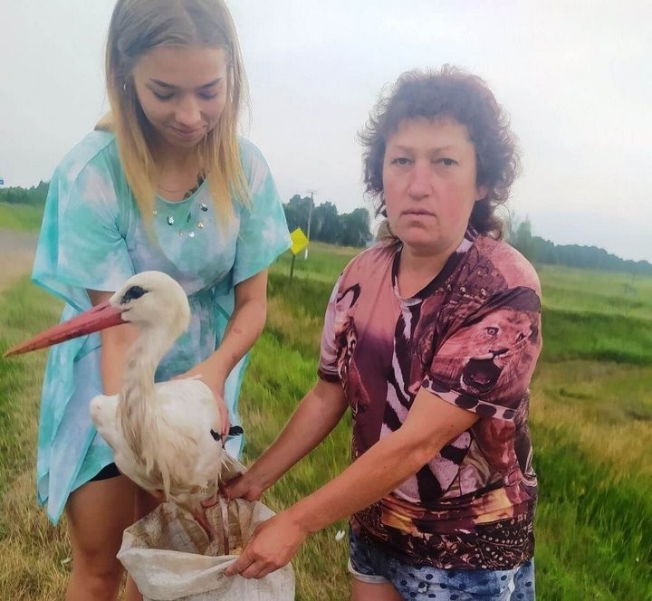 В Пинском районе люди спасли аиста
