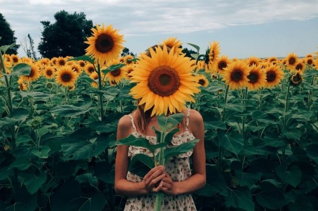 Могут ли оштрафовать за фото с подсолнухами?