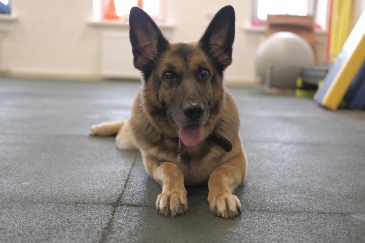 Как белоруска отчаянно борется за жизнь своей собаки