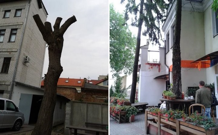 Зеленая «помеха» для Мельпомены? Защитит ли кто-то деревья в центре Бреста