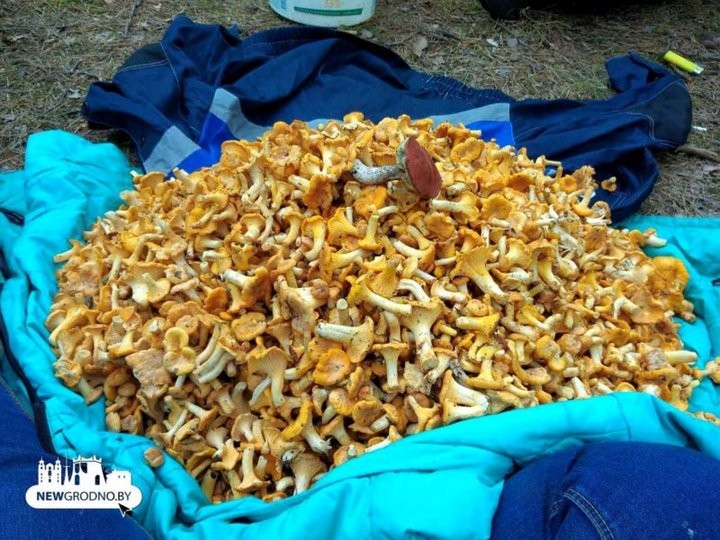 Женщина с сыном за один поход в лес собрали более 17 кг лисичек!