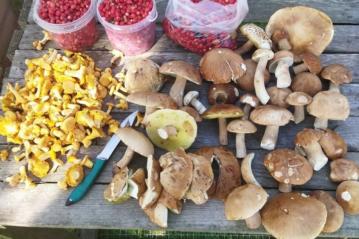 Женщина с сыном за один поход в лес собрали более 17 кг лисичек!