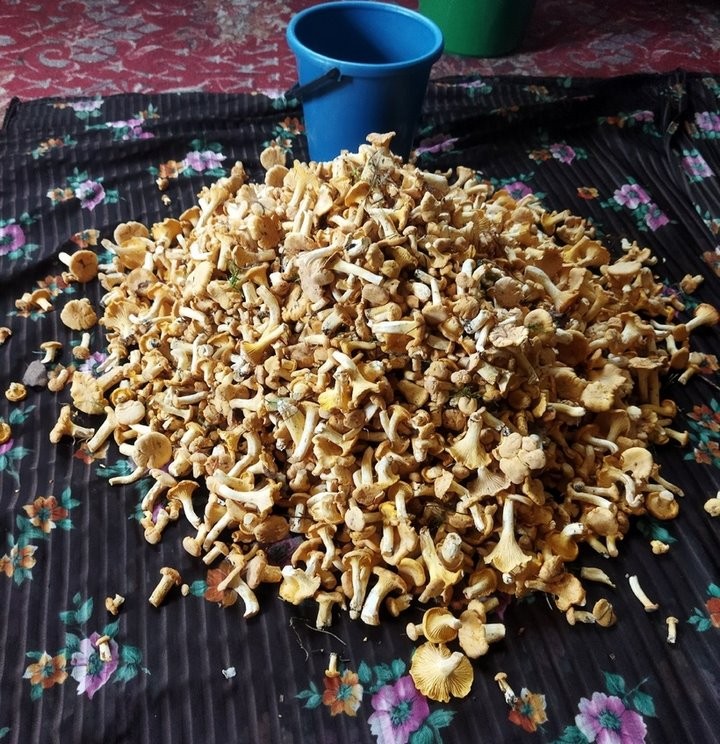 Женщина с сыном за один поход в лес собрали более 17 кг лисичек!