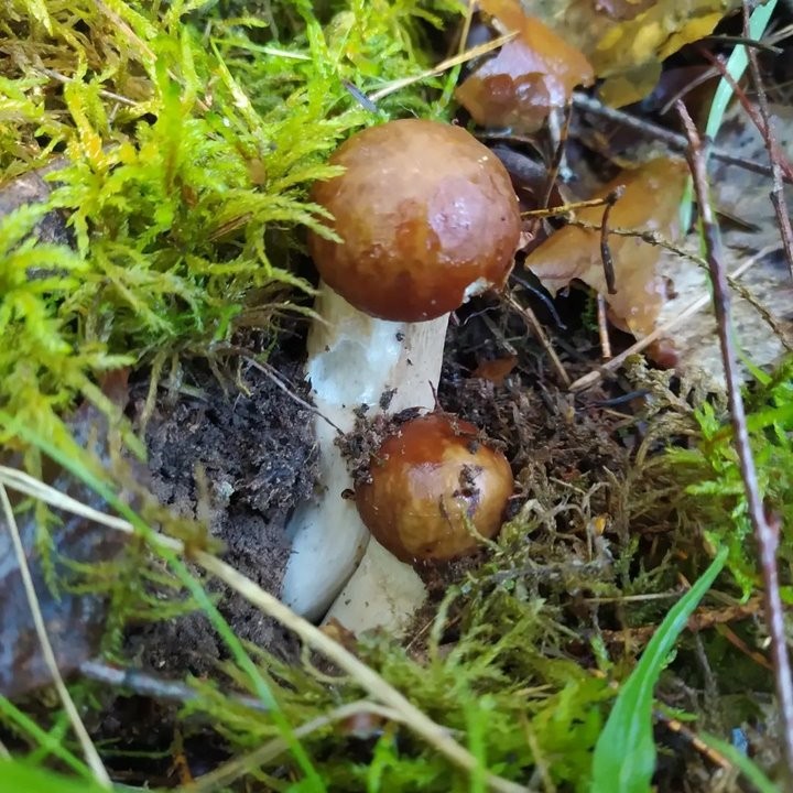 Женщина с сыном за один поход в лес собрали более 17 кг лисичек!