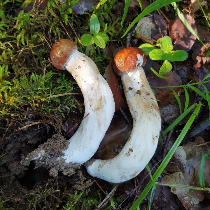 Женщина с сыном за один поход в лес собрали более 17 кг лисичек!