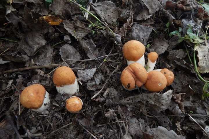 Женщина с сыном за один поход в лес собрали более 17 кг лисичек!