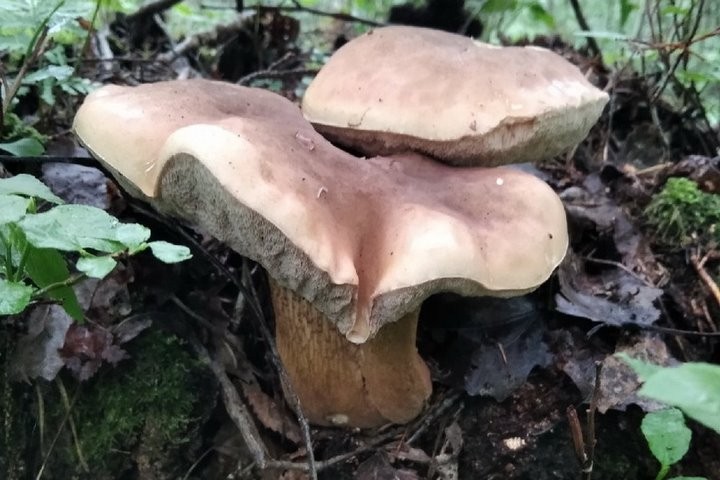 Женщина с сыном за один поход в лес собрали более 17 кг лисичек!