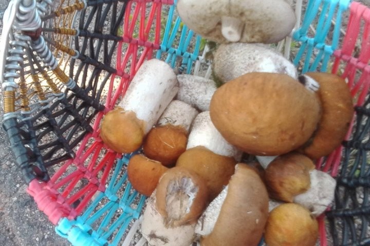 Женщина с сыном за один поход в лес собрали более 17 кг лисичек!